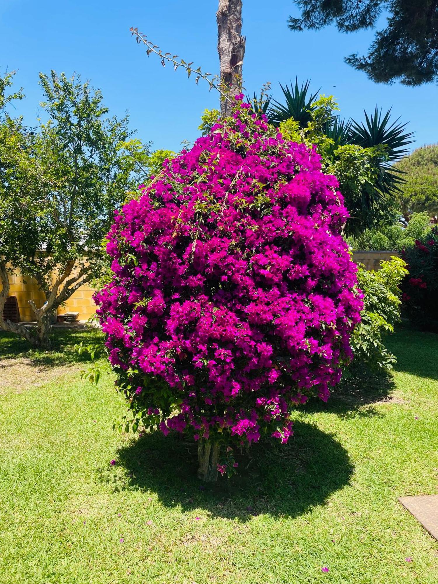 Brisa Home Chiclana de la Frontera Kültér fotó
